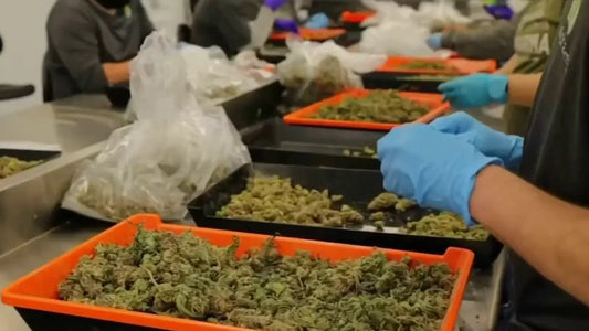 Marijuana Prescription Online in Houston: Quick Approval Tips