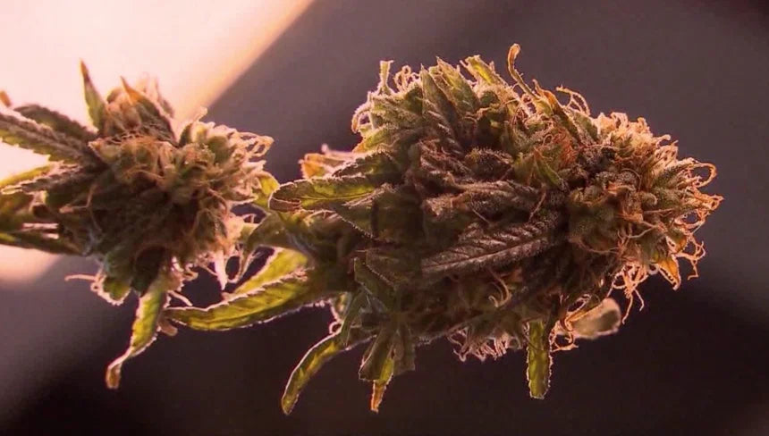 Everything You Should Know About Medical Marijuana in Houston