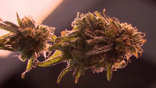 Everything You Should Know About Medical Marijuana in Houston