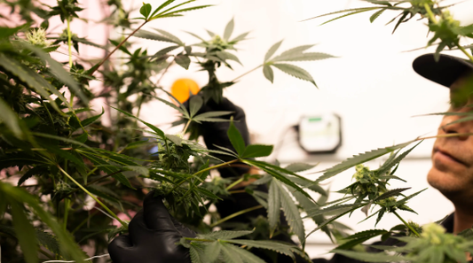 The Current Laws and Access to Medical Marijuana in Texas