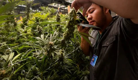 El Paso Online Marijuana Prescription: Fast and Easy Access Guide