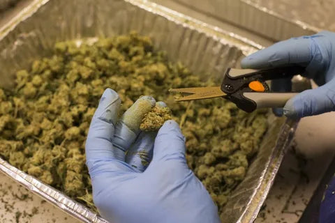 What You Need to Know About Medical Marijuana in Arlington Today