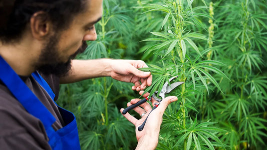 El Paso Online Marijuana Prescription Made Simple and Secure
