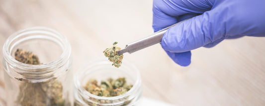 Marijuana Medical in Plano: Eligibility, Benefits, and Clinics
